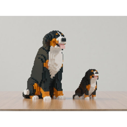 Mini Bernese Mountain Dog 01s