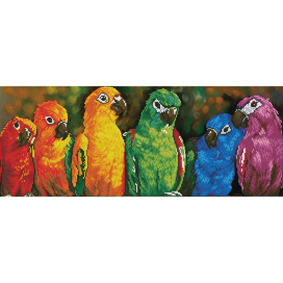 DD Rainbow Parrots